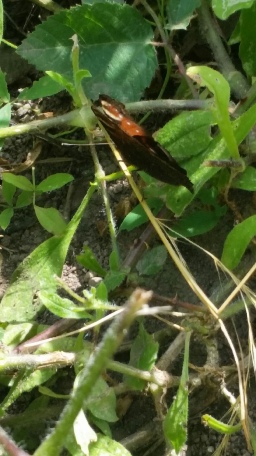 Riconoscimento farfalla? Aglais io - Nymphalidae